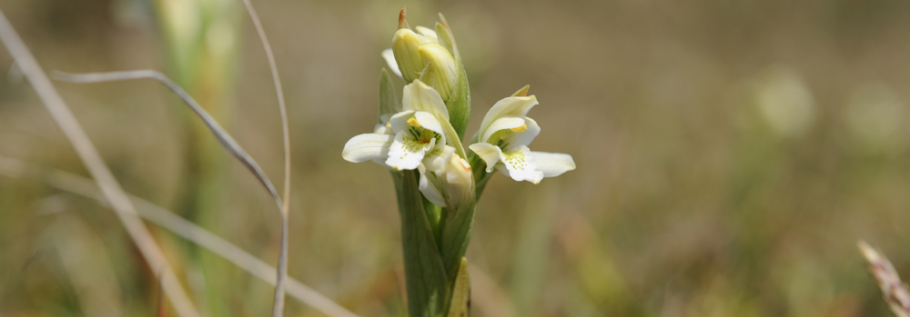 some protected falkland islands plants, pale yellow orchid photo